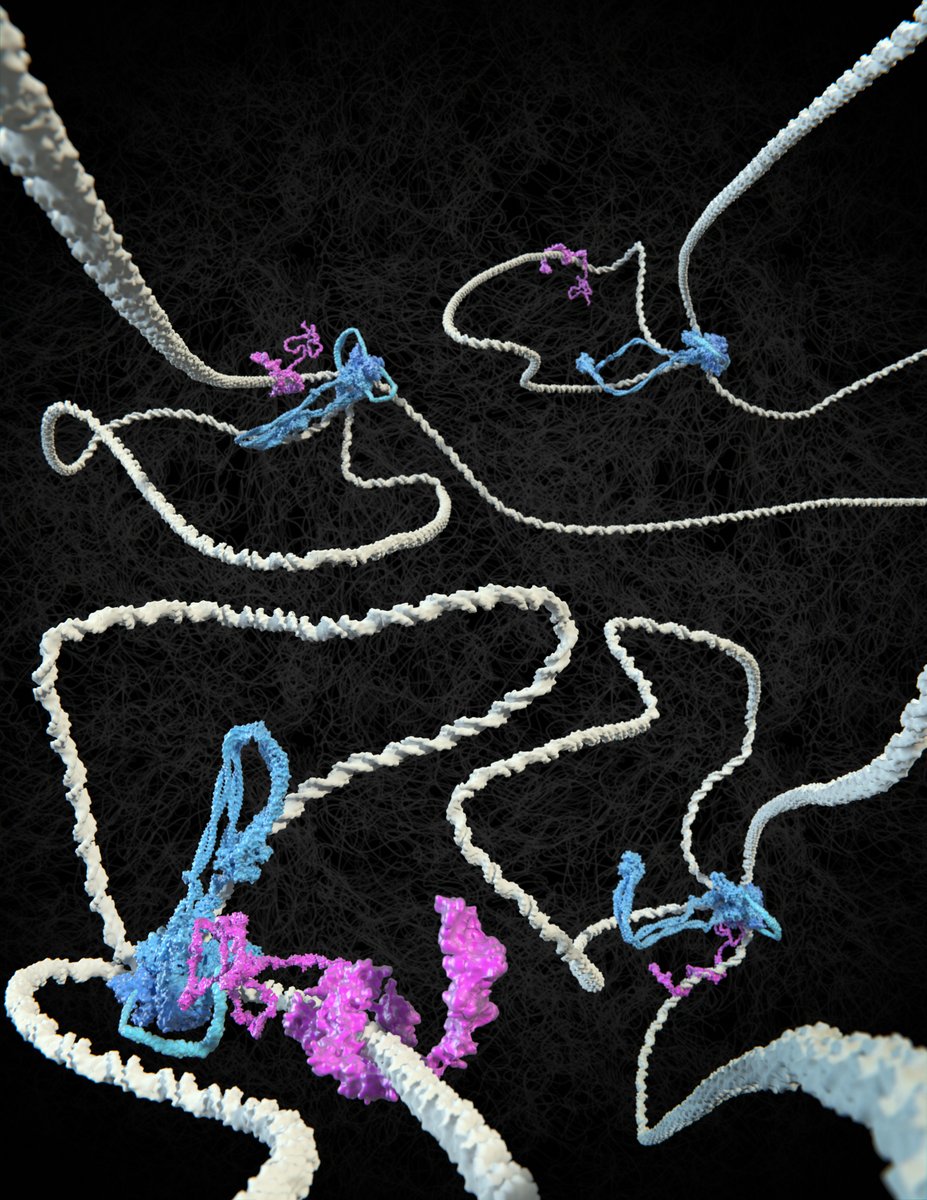 Today, we publish a paper in @Nature that describes how the DNA-binding protein CTCF regulates DNA loop formation by cohesin. This is a collaboration with Jan-Michael Peters' lab at @IMPvienna, greatly led by 1st authors Iain Davidson (Vienna) & @RomanBarth2 (CDlab at Delft) 1/