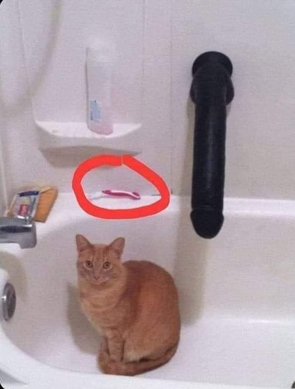 Look how big the cat is. The razor is for scale.... 🙈😜 #BBC #big #cat