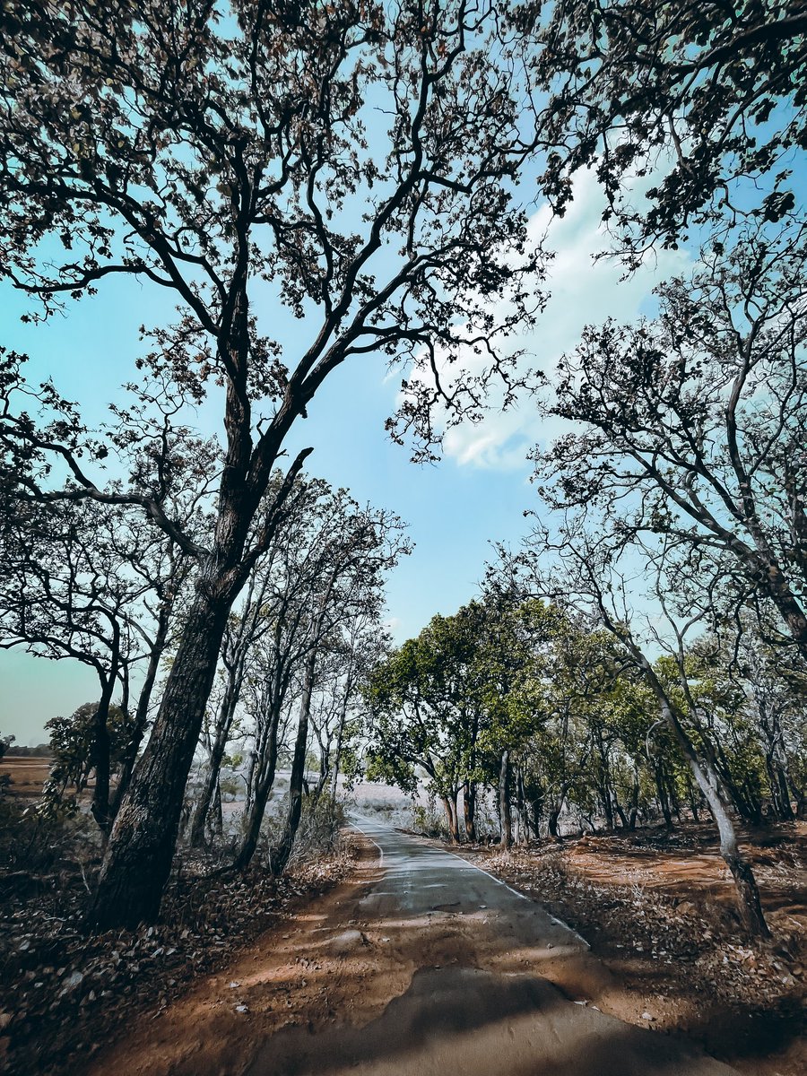 Deasprado's tweet photo. Beauti of our samri #Chhattisgarh dist - #balrampur 
Tag ➡️ #nature #NaturePhotography #TwitterNaturePhotography #YouTuber #photography #kusmi #deasprado #NatureBeauty https://t.co/LNpjgyyaKI