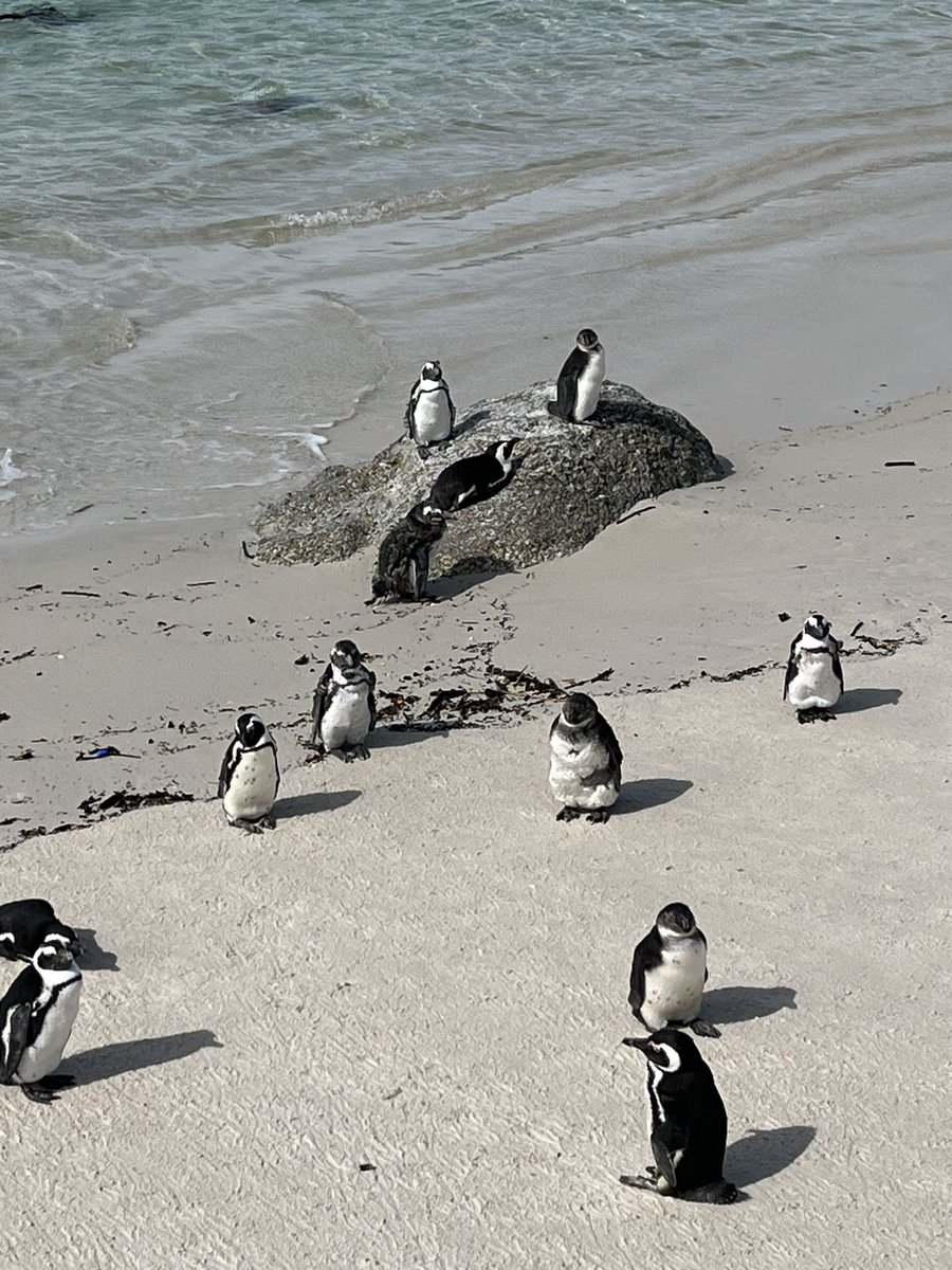 Penguins in Boulders Beach Cape Town, there soooo cute!! You’d think it be too warm for them! #penguins #capetown #SouthAfrica #bouldersbeach