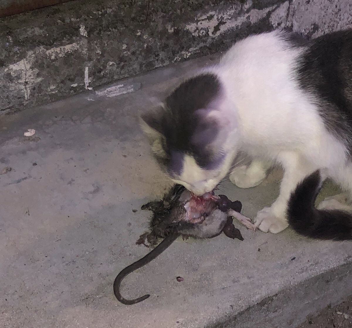 CryptoMVU's tweet photo. @capncap666 @SpikeAdriano @SaycheeseDGTL Maybe in America. Here I’m Africa here’s what they do to Rats https://t.co/DD6uSKzVT7