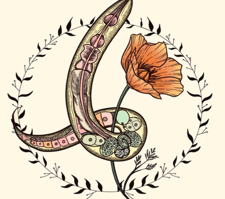 I am going to #BAWM on Saturday, April 22, at the Sciences Lecture Hall 123 at UC Davis campus. If you are attending, please come and talk to me. I am #recruiting a #scientist &amp; #interns.
<a href="/pheronym/">Pheronym</a> #worms #nematodes #pheromones #behavior #infectivity #fermentation