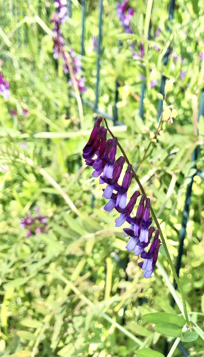 cicacocolor's tweet photo. 植物　photo album

不安を渡すので

安心に変えて返して欲しい

いい事思いついたので

賞賛して欲しい

という関わり方は

ご機嫌を取ってもらえたら

分かり合えたことになる

#独りよがり https://t.co/IcEYOriOSt