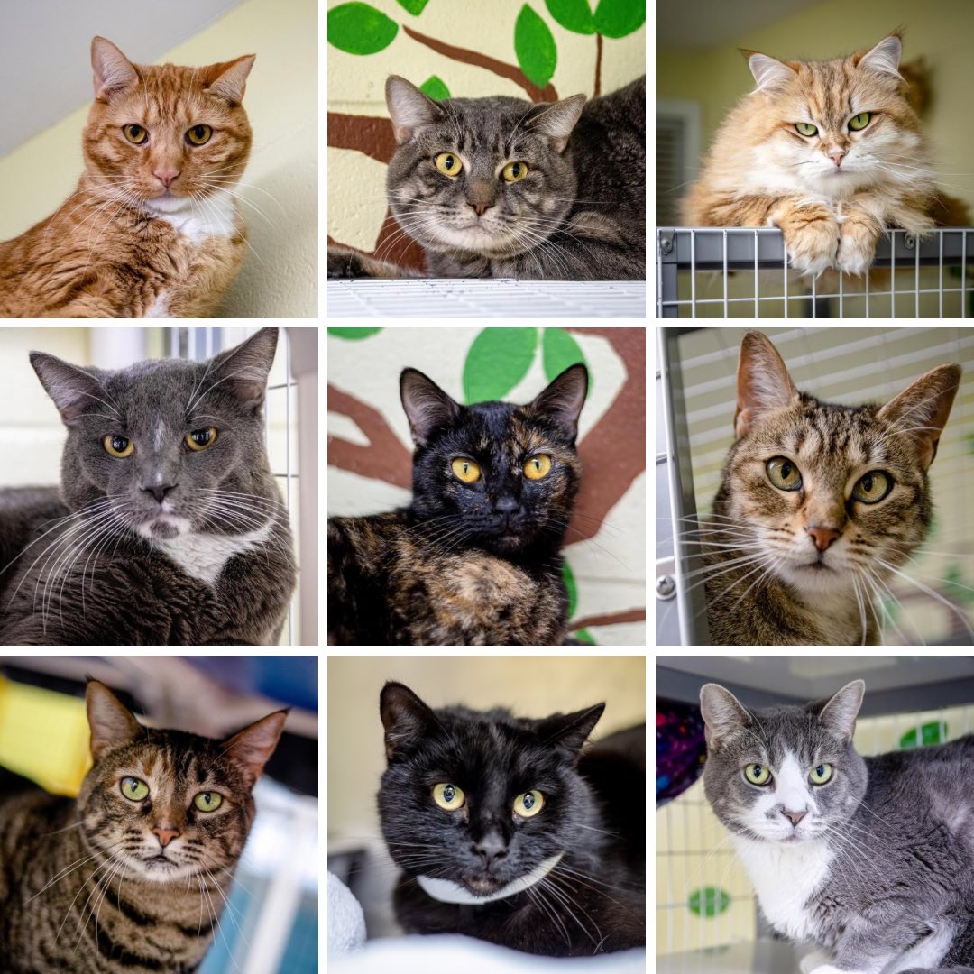 🐾🐱🐾
Happy Crazy Cat Lady Day! 
🐱🐱🐱🐱🐱🐱🐱🐱

So far for 2023 our shelter has found furever homes fur  78 cats, Spayed/Neutered 
44 cats, Microchipped 71 cats, Vaccinated 62 cats and Fostered 24 cats!