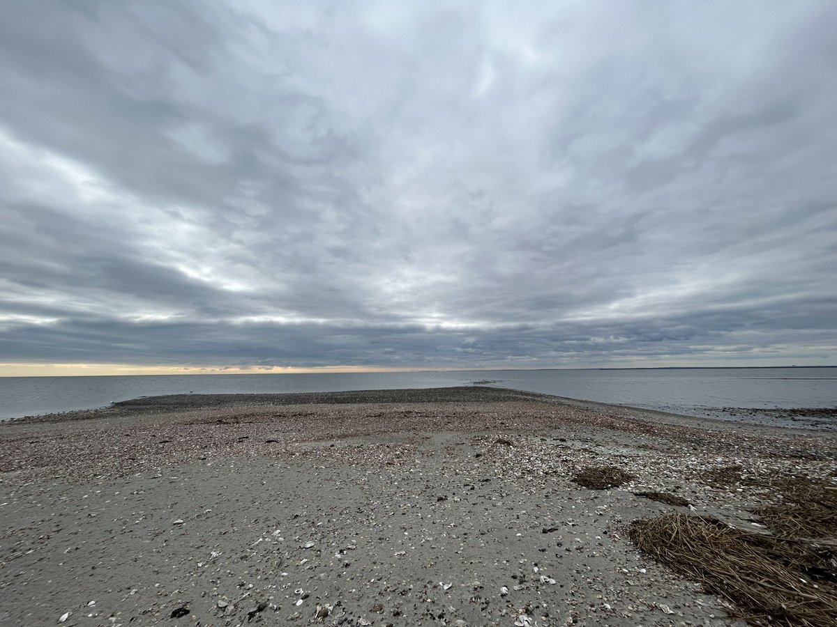 morning wave break mergansers