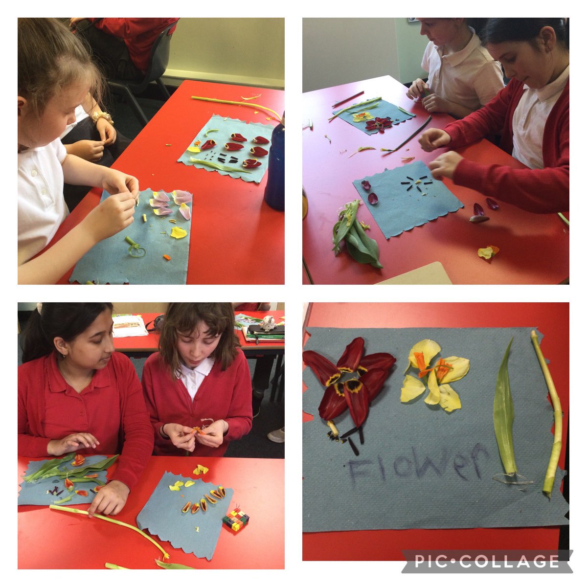 ParkViewPV's tweet photo. This week in year 5 we have been dissecting daffodils 🌼and tulips 🌷to study their structure and find out about pollination. #PVScience https://t.co/BUkWKYjL65