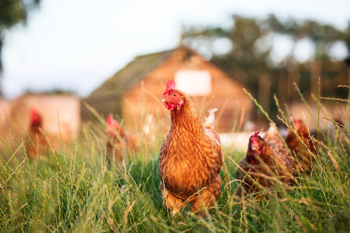 Did you know? Google searches for 'free-range' saw an 800% increase when eggs were temporarily labelled 'barn eggs.' 🧐 Discover more about the importance of hen welfare on the RSPCA Assured website.➡️ #FreeRangeEggs #BirdFlu #HenWelfare #EggProduction #RSPCAAssured