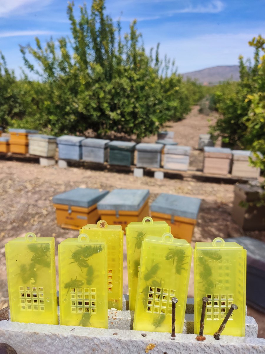 innodeapi's tweet photo. Aprovechamos que las colmenas de apoyo del proyecto @innodeapi  se encuentran en campos de cítricos, para  continuar con los ensayos con las abejas reinas 🐝👑
A la espera de que llueva pronto 🌧️🤞 https://t.co/udeGKBUCRl