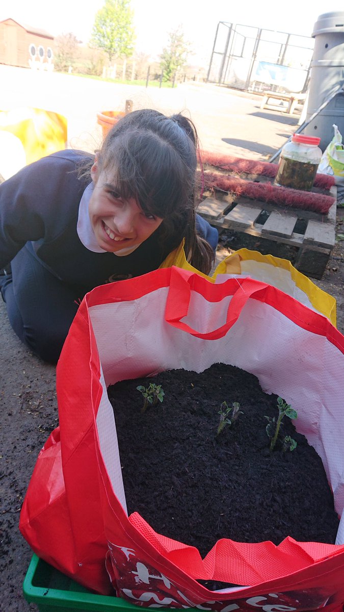 Making sure our potatoes are thriving.