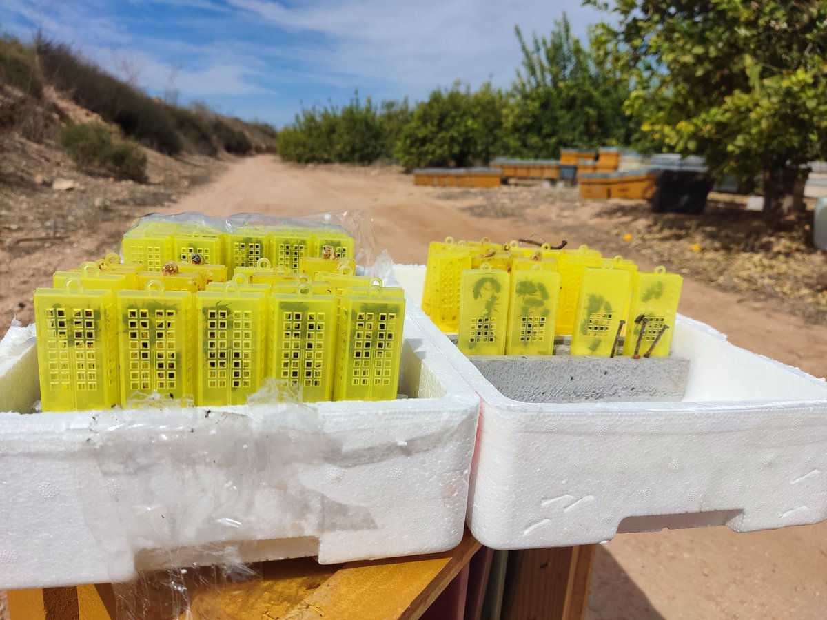 innodeapi's tweet photo. Aprovechamos que las colmenas de apoyo del proyecto @innodeapi  se encuentran en campos de cítricos, para  continuar con los ensayos con las abejas reinas 🐝👑
A la espera de que llueva pronto 🌧️🤞 https://t.co/udeGKBUCRl