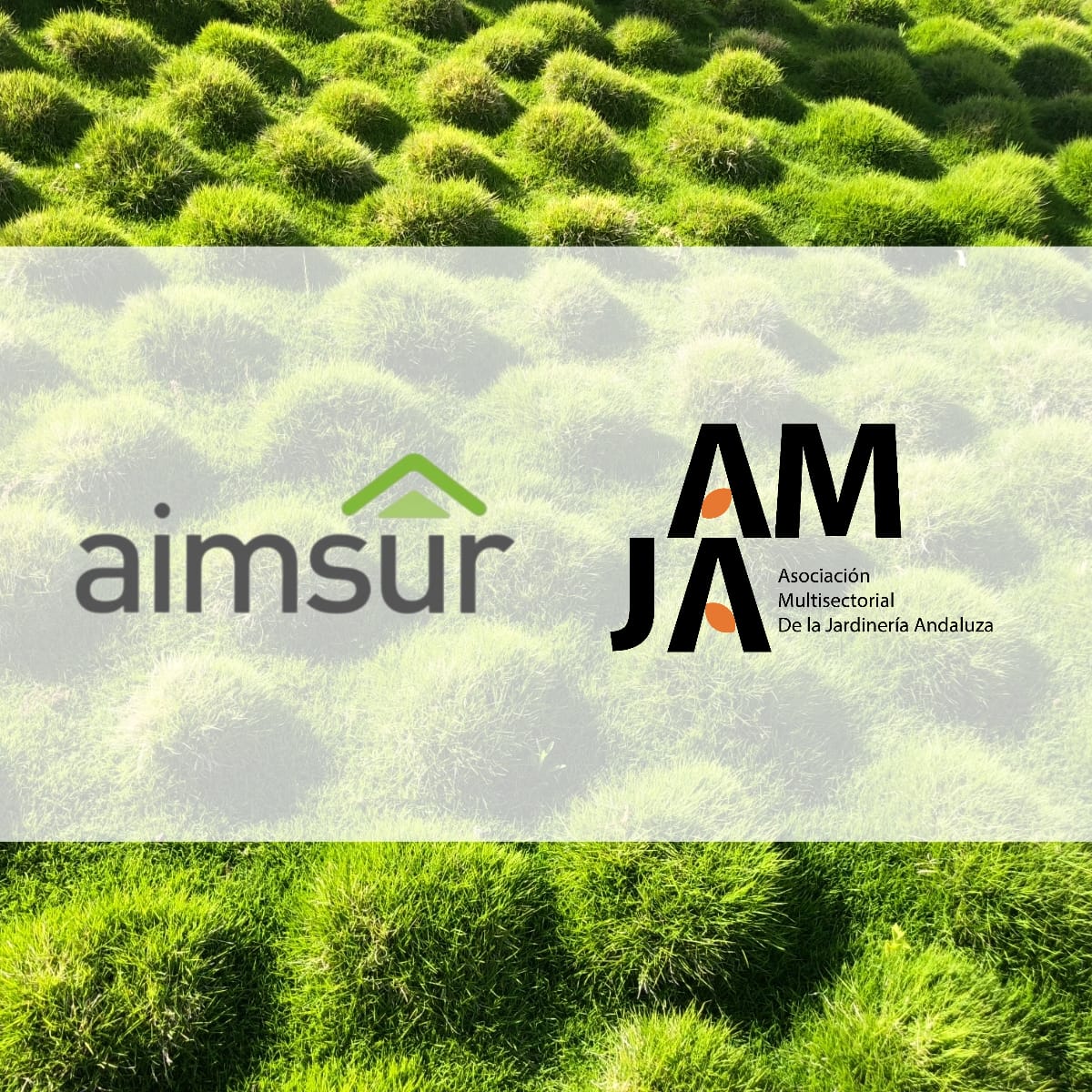 aimsursl's tweet photo. Tal como dijimos el viernes, ya formamos parte de AMJA
Con este gesto queremos beneficiarnos de todas las opciones que nos ofrecen, a la par que fomentar las cubiertas vegetales, aportando nuestros conocimientos como expertos
#amja #aimsur #jardineria #cubiertavegetal #ecologia https://t.co/7HwAqk7qkv