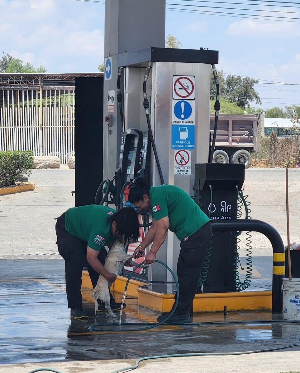 DiloConPerritos's tweet photo. Excelente Servicio ⭐️⭐️⭐️⭐️⭐️

Trabajadoras de una gasolinera en México 🇲🇽 decidieron brindarle un servicio de limpieza a un perrito callejero 🐶 https://t.co/XrKihAjyB5