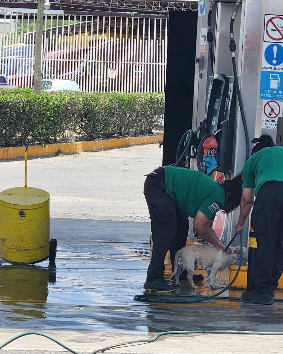 DiloConPerritos's tweet photo. Excelente Servicio ⭐️⭐️⭐️⭐️⭐️

Trabajadoras de una gasolinera en México 🇲🇽 decidieron brindarle un servicio de limpieza a un perrito callejero 🐶 https://t.co/XrKihAjyB5