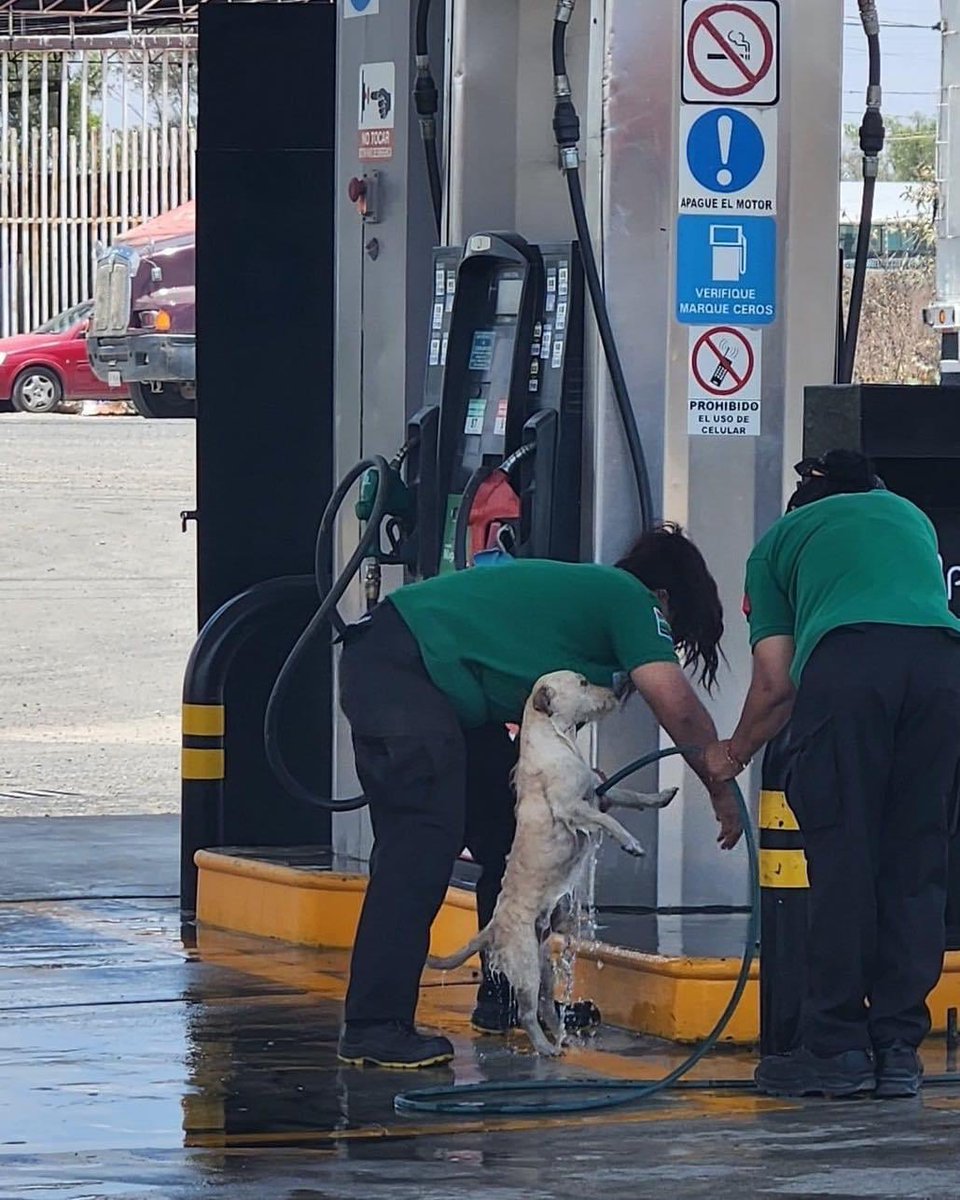 DiloConPerritos's tweet photo. Excelente Servicio ⭐️⭐️⭐️⭐️⭐️

Trabajadoras de una gasolinera en México 🇲🇽 decidieron brindarle un servicio de limpieza a un perrito callejero 🐶 https://t.co/XrKihAjyB5