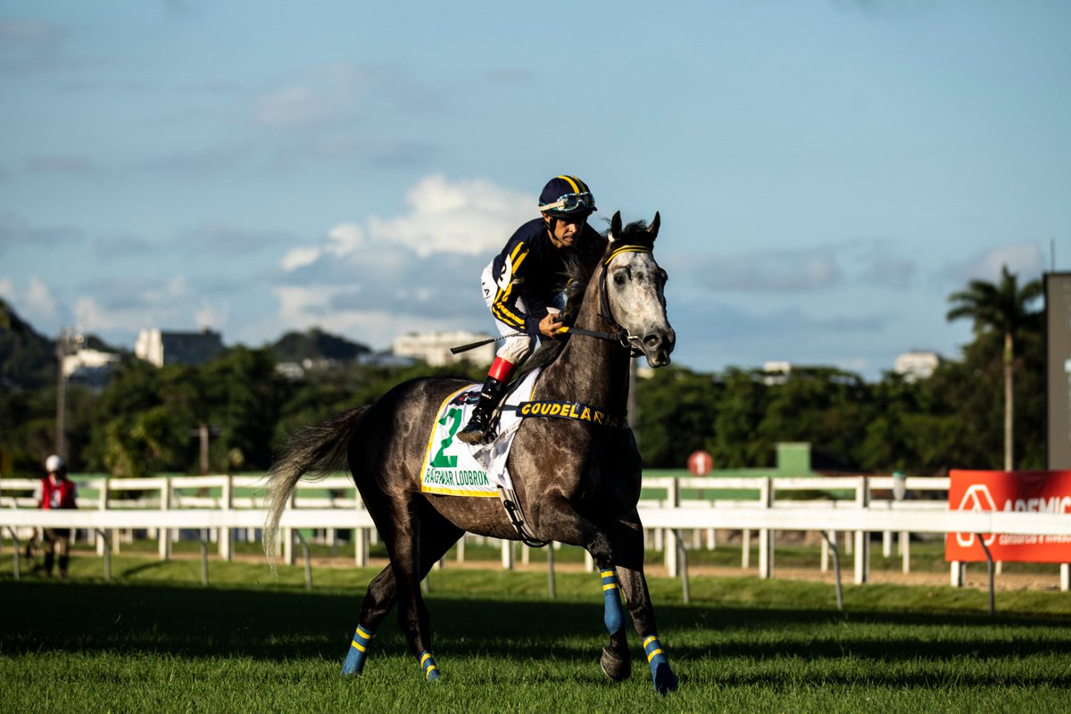 JockeyClubBR's tweet photo. 😍🏇🏼📸 #jockey #jockeyclubbrasileiro #turfe #turf #joquei #photo #photography #sport #sportsphotography Fotos @jcotta https://t.co/eTgsqJAfxd