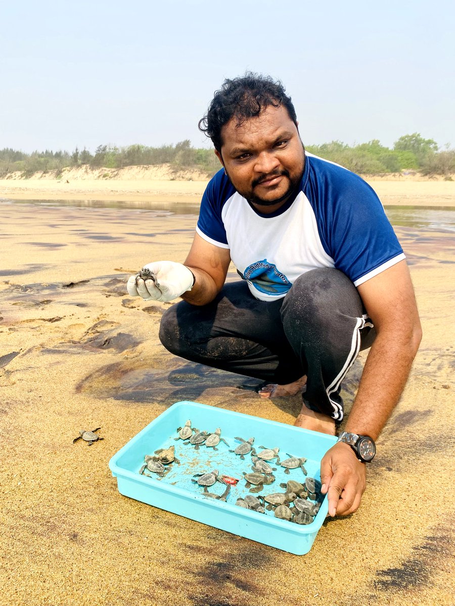 Sparrow4Sagar's tweet photo. Emergency Response at Rushikulya Olive Ridley Sea Turtle Mass Hatchlings 2023 @PMOIndia
@dpradhanbjp @moefcc @byadavbjp @USAndIndia
#savetheplanet #saveseaturtles #SaveWorldSaveLife #savesealife #savewildlifeEmergency https://t.co/Yvm1K7jspG