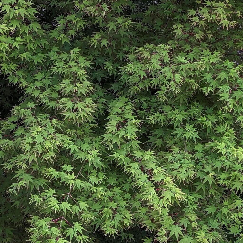 lively_nature's tweet image. #maple #mapleleaf #mapletree #tree #spring #newleaf #garden #nature #livelynaturelax instagr.am/p/CrOQ9P2o7tS/