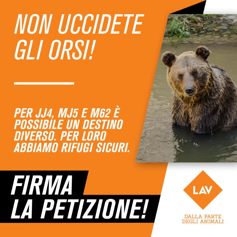 LAV_Italia's tweet photo. Gli orsi JJ4 MJ5 e M62 stanno per essere condannati a morte!🔴🐻

Abbiamo trovato per loro un rifugio sicuro, ma @ProvinciaTrento vuole ucciderli a tutti i costi.

🖊️Difendi con noi la loro vita: firma la petizione e aiutaci a fermare questa emergenza!