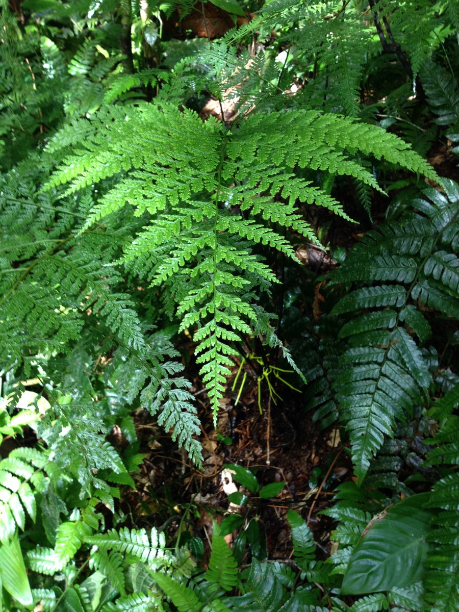 Botanical_'s tweet photo. Functional traits &amp; trait co-ordination change over the life of a #leaf in a tropical #fern species 

(New #AJB research by @cpkrieg, @seeger_kate, @Court_Campany, James Watkins Jr., Deedra McClearn, @k8mcculloh &amp; @ebsessa)

https://t.co/YK8CFn7ZaA #botany @wileyplantsci https://t.co/MU2MFkeIXO