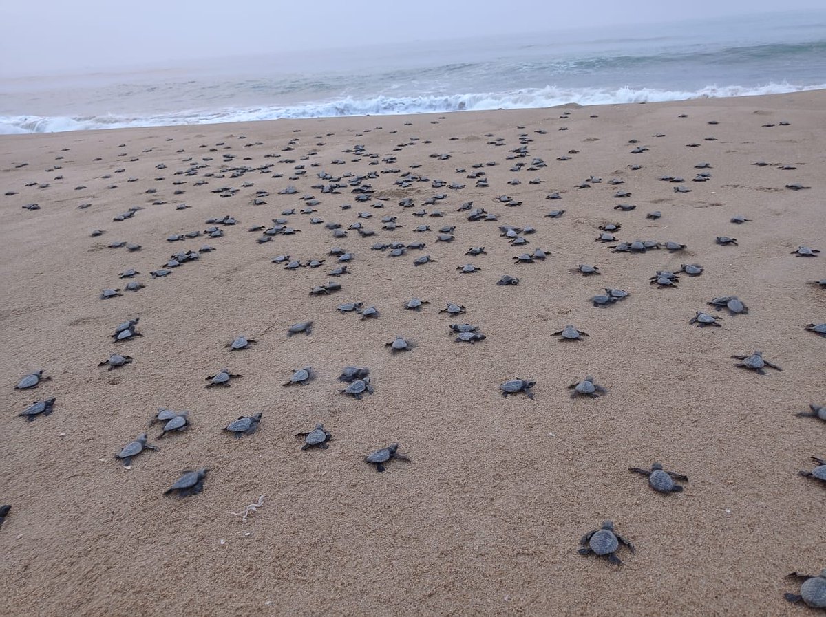 Sparrow4Sagar's tweet photo. Emergency Response at Rushikulya Olive Ridley Sea Turtle Mass Hatchlings 2023 @PMOIndia
@dpradhanbjp @moefcc @byadavbjp @USAndIndia
#savetheplanet #saveseaturtles #SaveWorldSaveLife #savesealife #savewildlifeEmergency https://t.co/Yvm1K7jspG