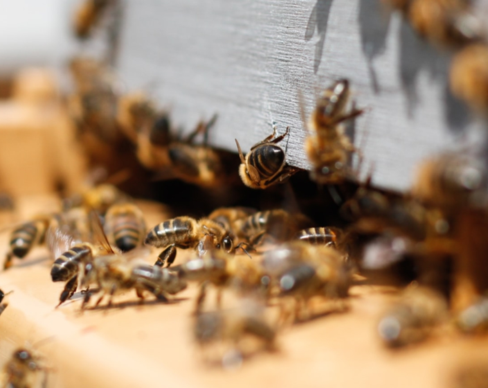 FieldWatchInc's tweet photo. California BeeWhere Month โ Pollinator Protection:
BeeCheck & BeeWhere are tools to help protect pollinators.
FieldWatch & California partner with https://t.co/0Fip8vIaTY
Communication, Cooperation & Collaboration are the keys to this effort.
#SafeguardApiaries
#BeeInTheKnow https://t.co/wrHenEeNZ9