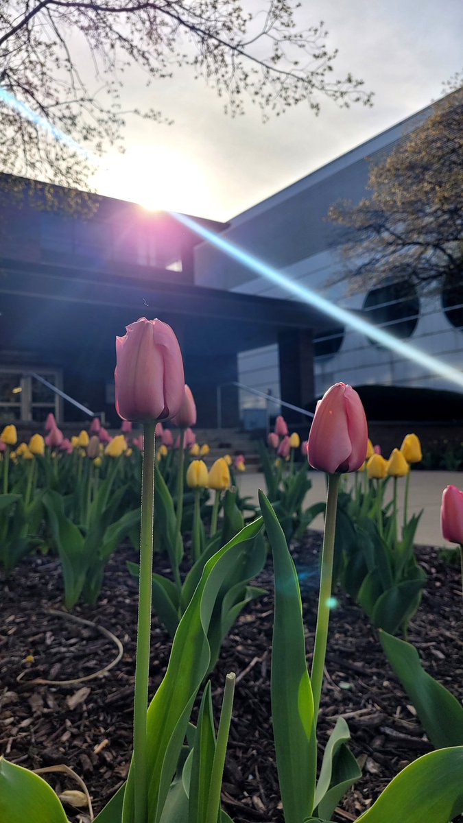 WayneGradSchool's tweet photo. After every winter comes spring. ☀️🌷

#WayneStateUniversity #springindetroit #campusview #sunrise https://t.co/BadNLkaZum