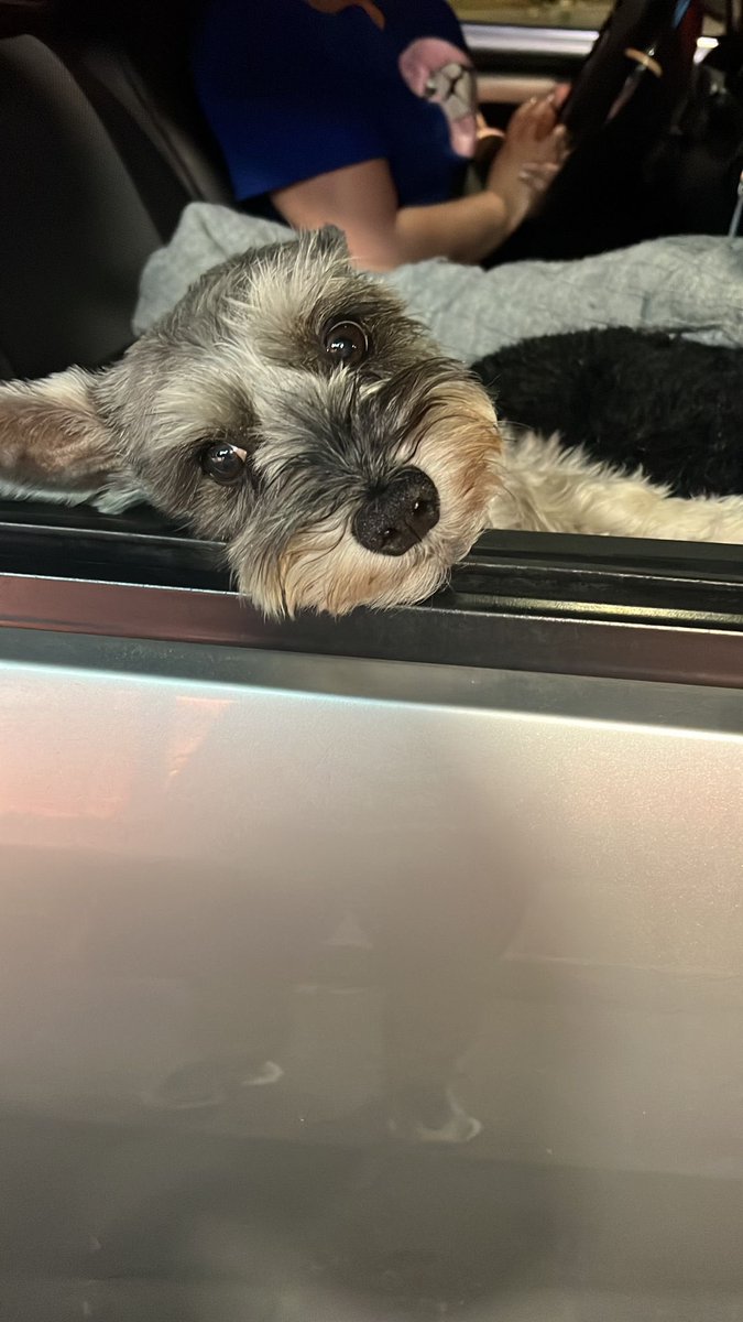 AlejaLoC's tweet photo. Ayer pedí un Uber y la conductora era mujer y venía este precioso de copiloto, se llama Benyi, es el encargado de seguridad 🥹😍 Ella manda un mensajito antes diciendo que solo hay cupo para tres y que si no incomoda que su amigo venga con ella, me moriiiii 🥹💕 https://t.co/OjBg68pXTo