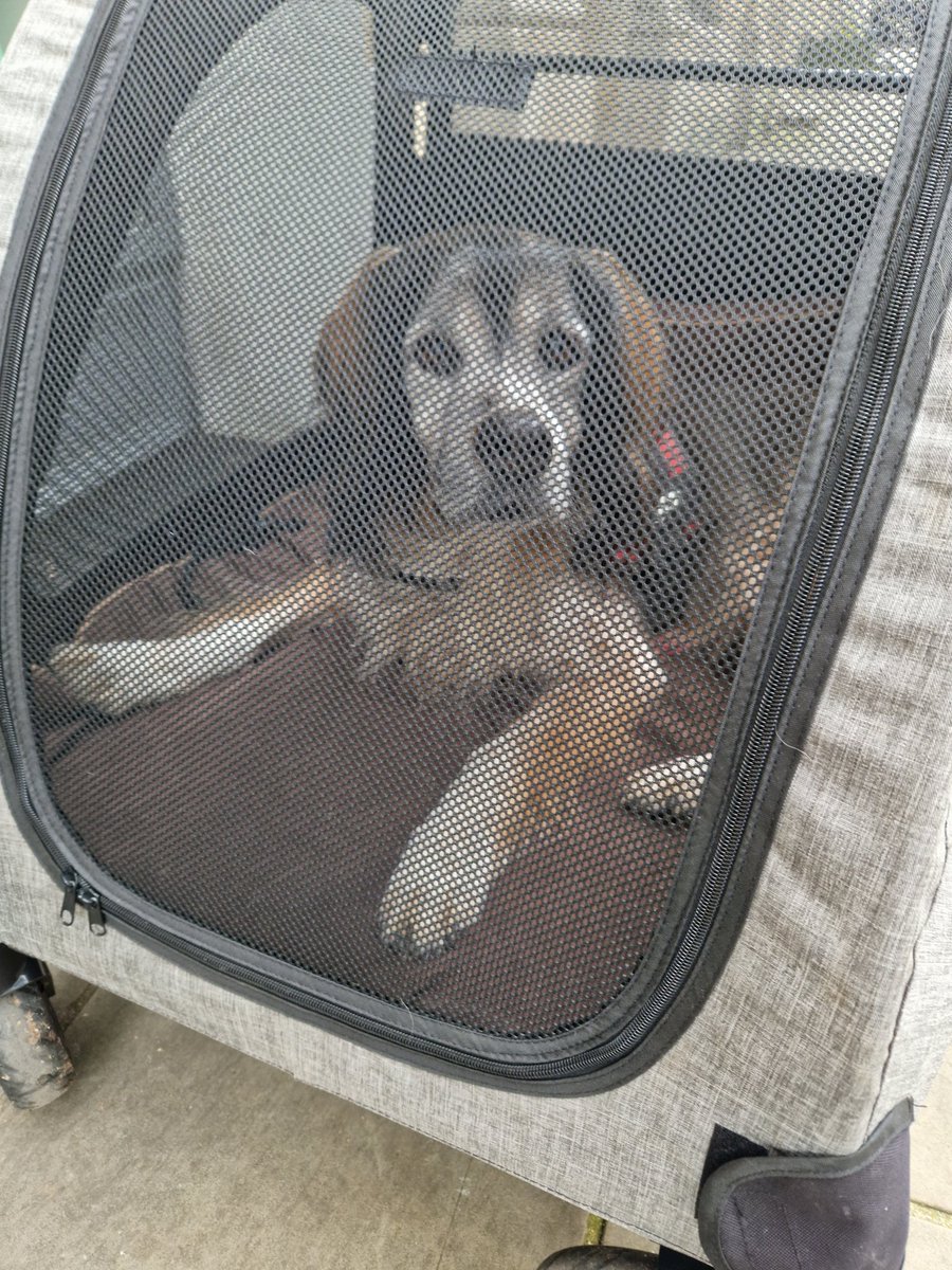 Bifty's tweet photo. The only way to travel! #dog #brittany #buggy https://t.co/g6jNENEvqr