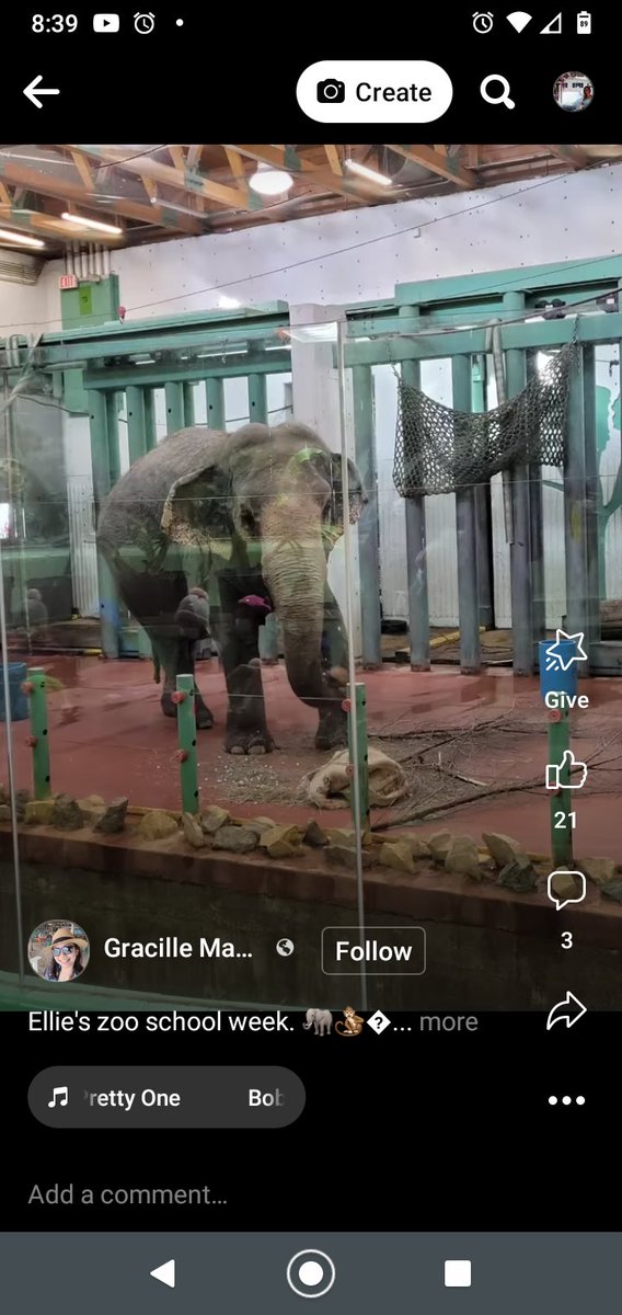 🇨🇦🌨️🌡️Freaking COLDalso for Lucy 🐘⚠️

VeryCOLD in AlbertaCanada today. It'sCOMMON toSTILL get SNOW flurries all around our province 🐘💔

Lucy will likely spend95-100% of her 24 lhrs today inside her50ftCementEchoingGARAGEpri$oncell 🐘💔 High of 7°c or 44°f in EdmontonValleyZoo