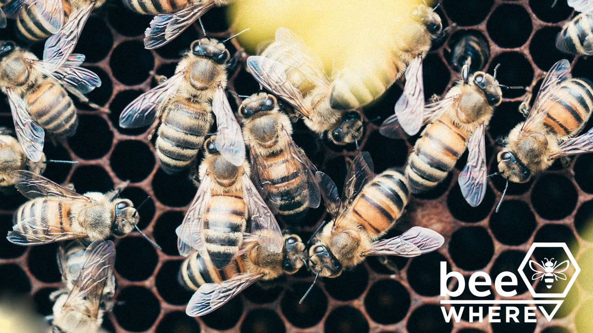 BeeWhere tweet media