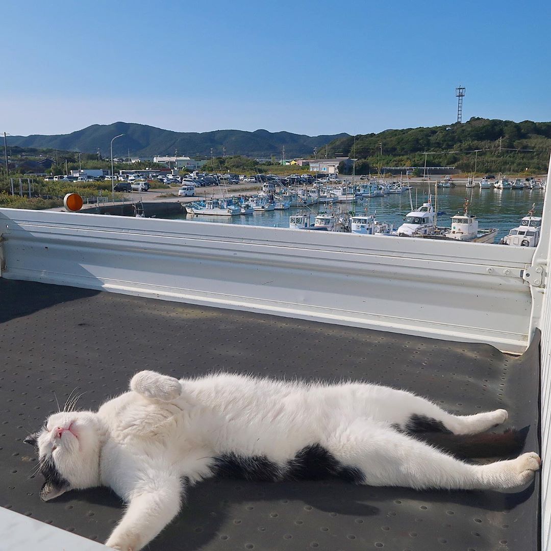 catshealdeprsn's tweet photo. https://t.co/DQ8FGrfhtY