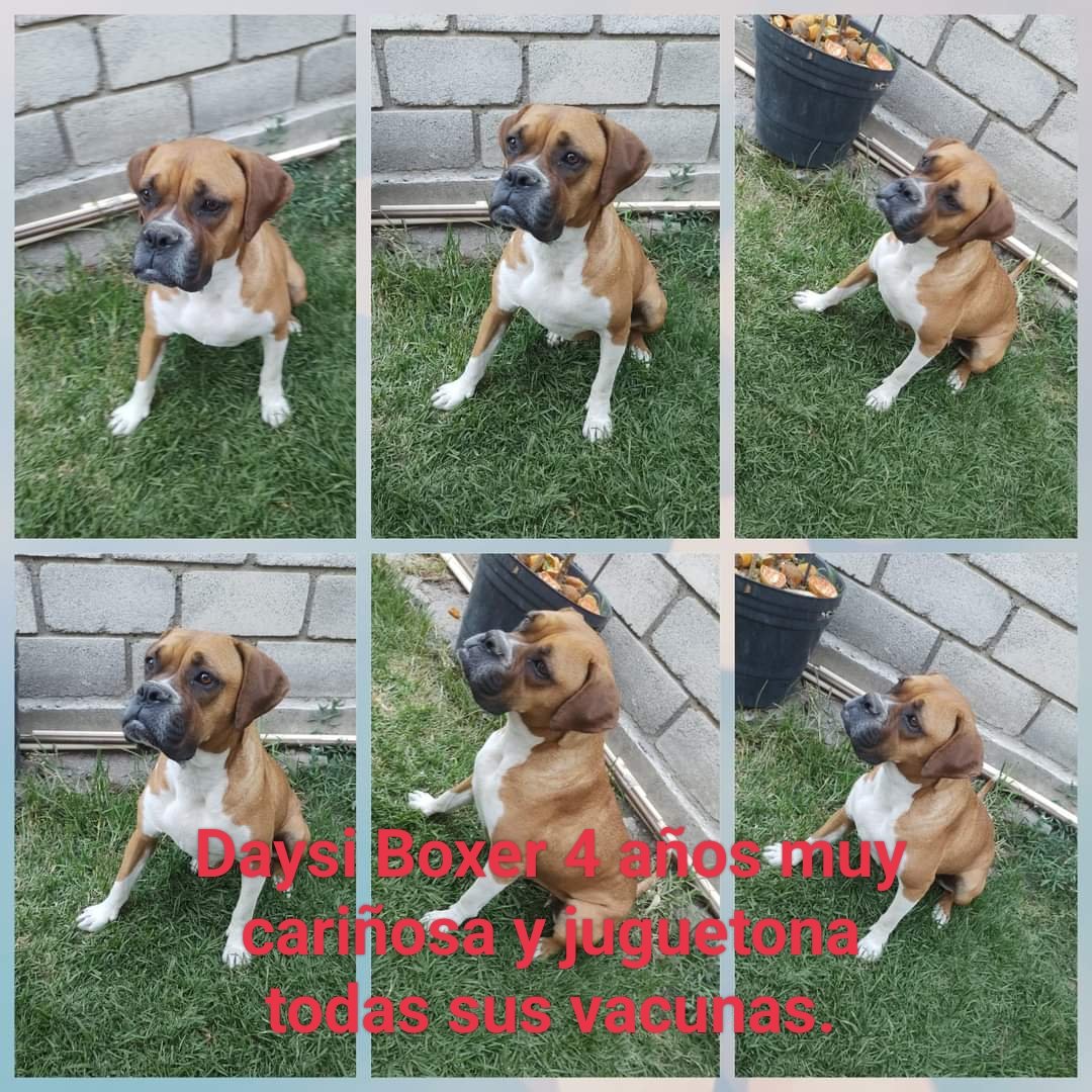 CharlyProgre's tweet photo. @FundacionToby Estas dos perritas buscan hogar se van con protocolo zona Sur https://t.co/EmaFMAS6Ok