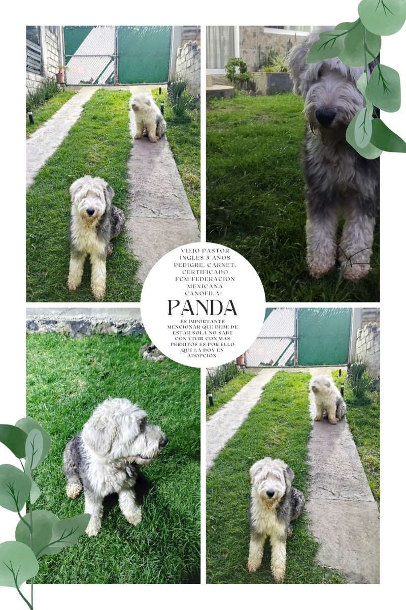 CharlyProgre's tweet photo. @FundacionToby Estas dos perritas buscan hogar se van con protocolo zona Sur https://t.co/EmaFMAS6Ok
