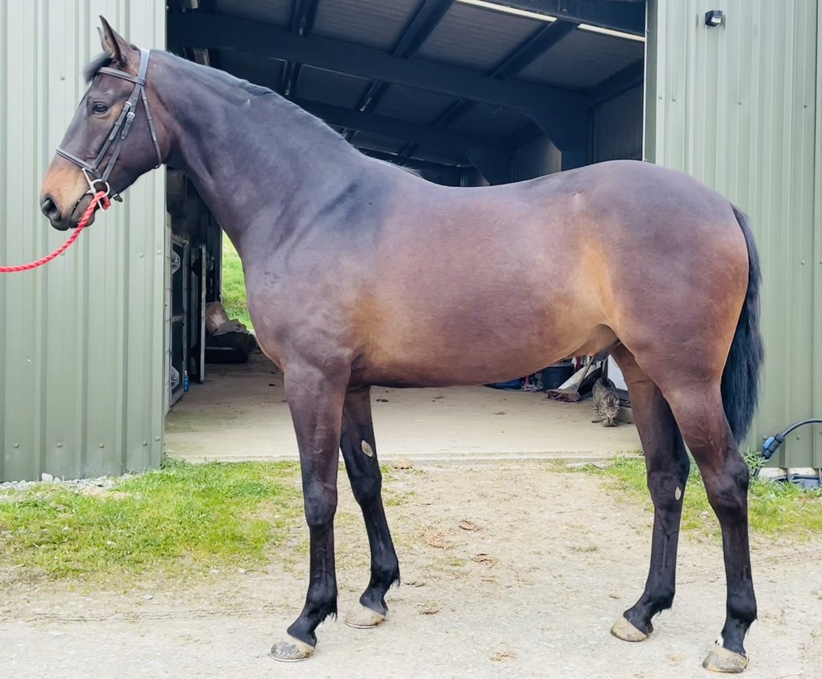 GullaneStables's tweet photo. Here is our Kingston Hill 3yo ahead of next month’s @tatts_ireland May Sale. Lot 5 so one for the early birds. Beautiful individual with a wonderful temperament. 1/2 brother Kansas City Star was 2nd at Tipperary yesterday. https://t.co/SnT6x6E0VU