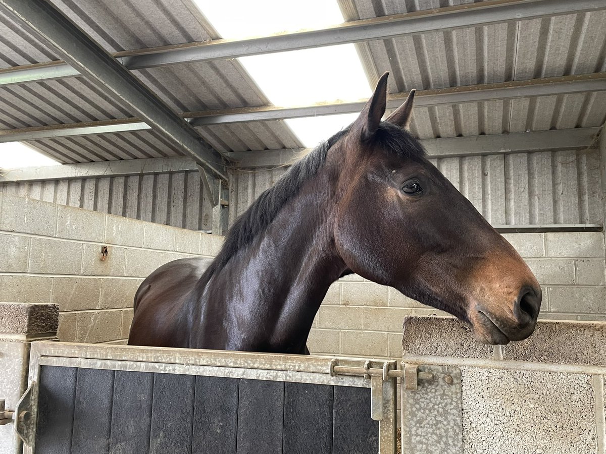 GullaneStables's tweet photo. Here is our Kingston Hill 3yo ahead of next month’s @tatts_ireland May Sale. Lot 5 so one for the early birds. Beautiful individual with a wonderful temperament. 1/2 brother Kansas City Star was 2nd at Tipperary yesterday. https://t.co/SnT6x6E0VU