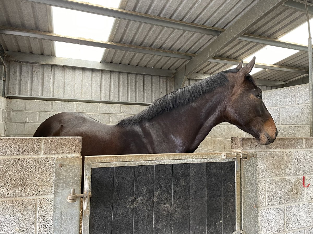 GullaneStables's tweet photo. Here is our Kingston Hill 3yo ahead of next month’s @tatts_ireland May Sale. Lot 5 so one for the early birds. Beautiful individual with a wonderful temperament. 1/2 brother Kansas City Star was 2nd at Tipperary yesterday. https://t.co/SnT6x6E0VU