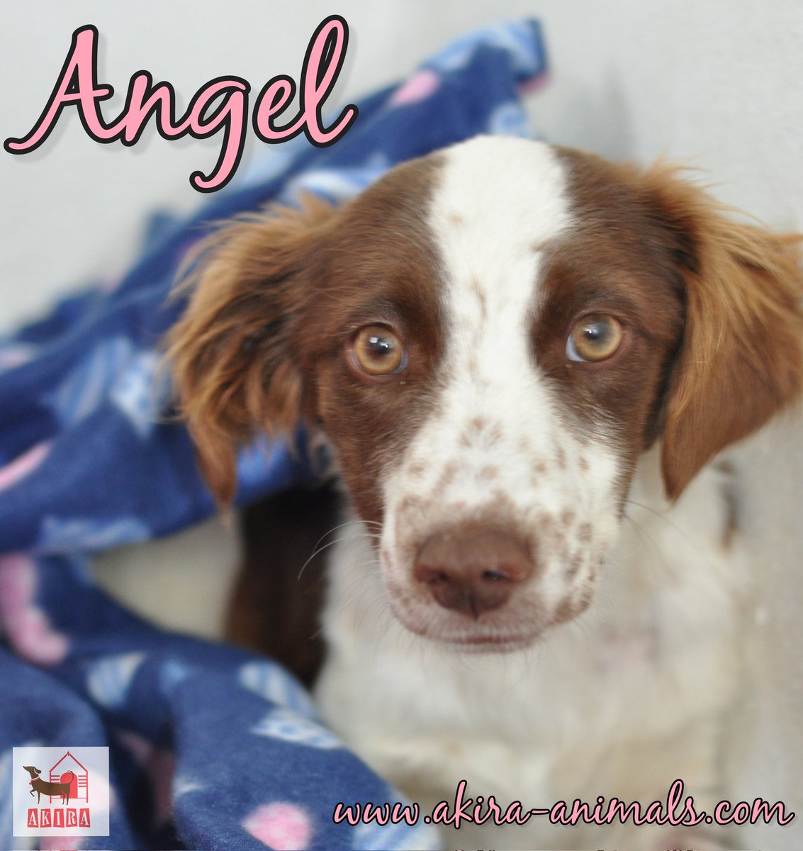 Kitten837's tweet photo. Beautiful Angel needs a forever home in Spain. 12 weeks female spaniel. Email akirashelter@aol.com https://t.co/cMDpanwZql