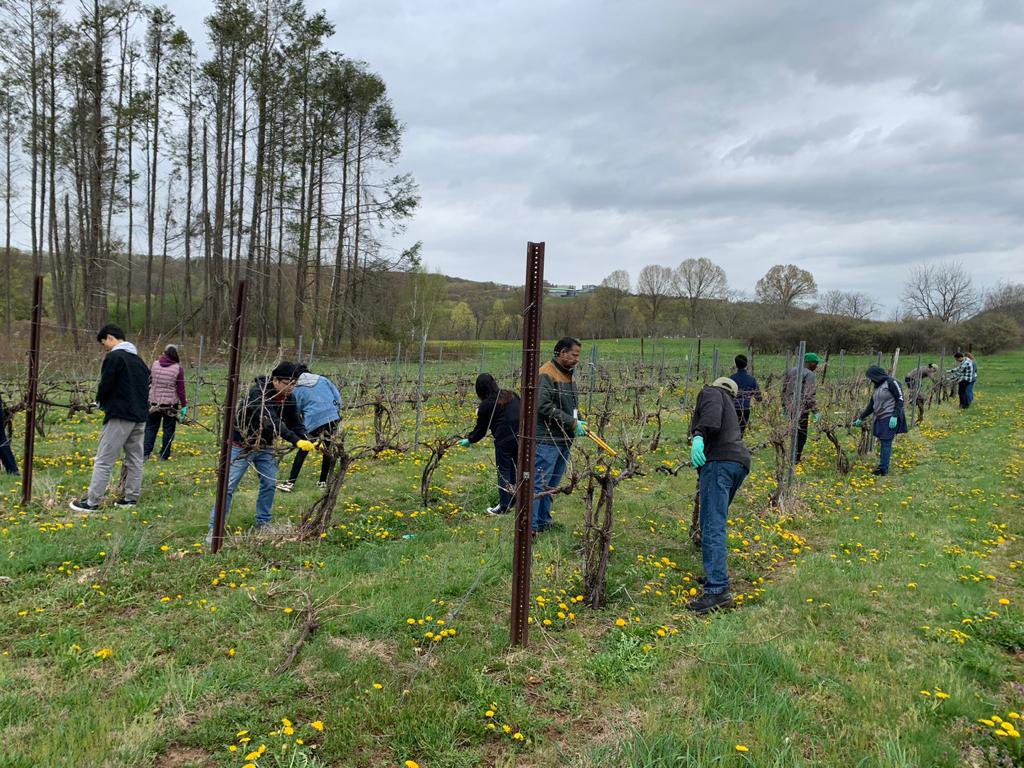 IleanaVeraReye1's tweet photo. Pruning day at Lockwood Vineyard with the group of CAES, thanks @Comexus  for the experience to learn and share knowledge https://t.co/GouWbRsFk1