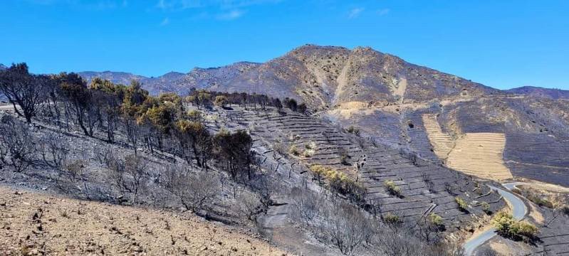 asso_psfdf's tweet photo. 🔥 La saison des feux a démarré bien plus tôt que d'habitude sur le pourtour méditerranéen. 

🌳 Près de 1000 hectares sont partis en fumée ce week-end dans les Pyrénées-Orientales ( #Cerbere ) nécessitant l'intervention de 540 pompiers. 

Il s'agit à ce jour du plus important incendie en France de l'année 2023. 

Selon le programme Prométhée, le plus étendu enregistré depuis 1973 pour les mois de mars, avril et mai. Il s'est déclenché dans un département particulièrement touché par l'absence de précipitations et la sécheresse des sols.
