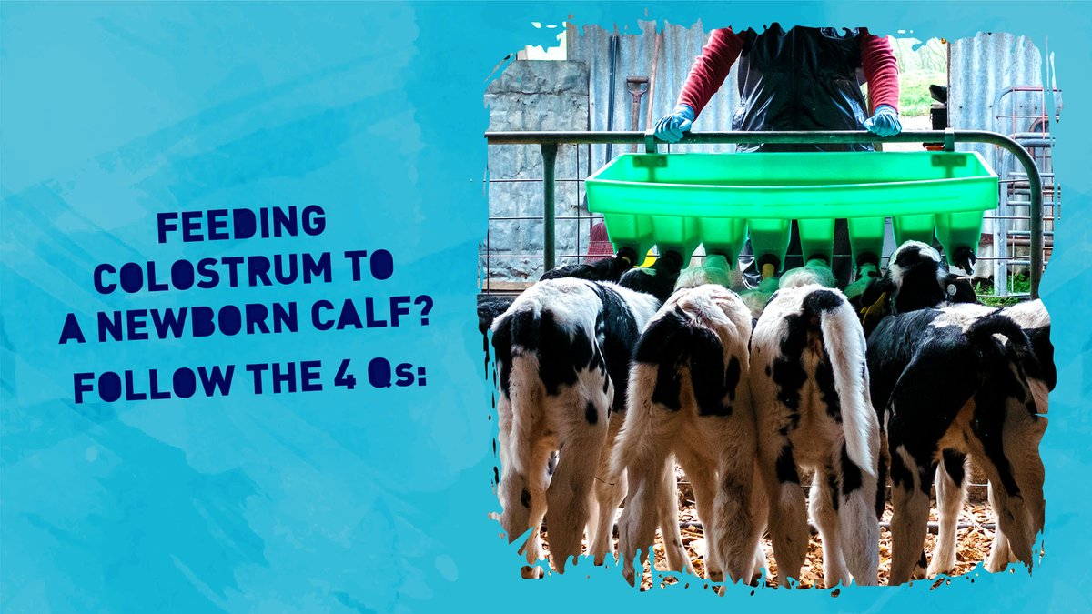 CALFMATTERS tweet media