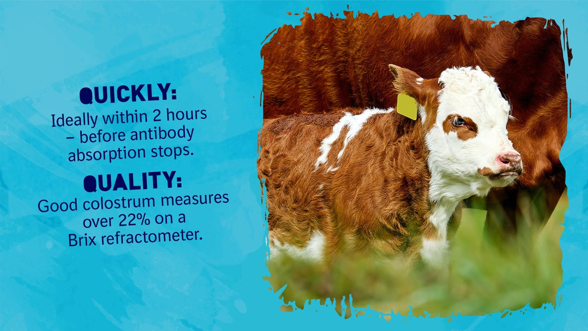 CALFMATTERS tweet media