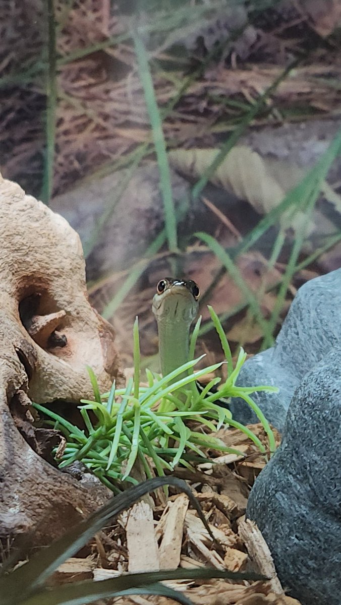 AltTabGamerGirl's tweet photo. Look at his stupid Lil face its so cute. Let's make him a meme. #snake #photography #pictures #makeameme https://t.co/NDLxBsUPMg
