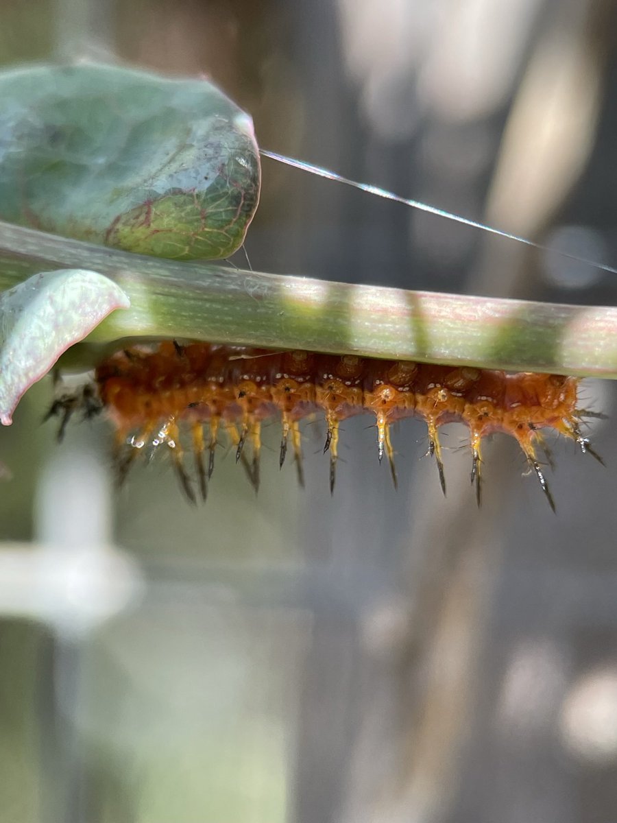 CHSAdamsAtoms's tweet photo. #Metamorphosis of a Gulf Fritillary Butterfly. A complex yet spectacular process understood through an interdisciplinary approach. #Biochemistry, #Entomology, #DevelopmentalBiology, #Ecology to name a few. 

And, seeing it for yourself is the key to inquisitiveness. #Curiosity https://t.co/GzUwGR5QlF