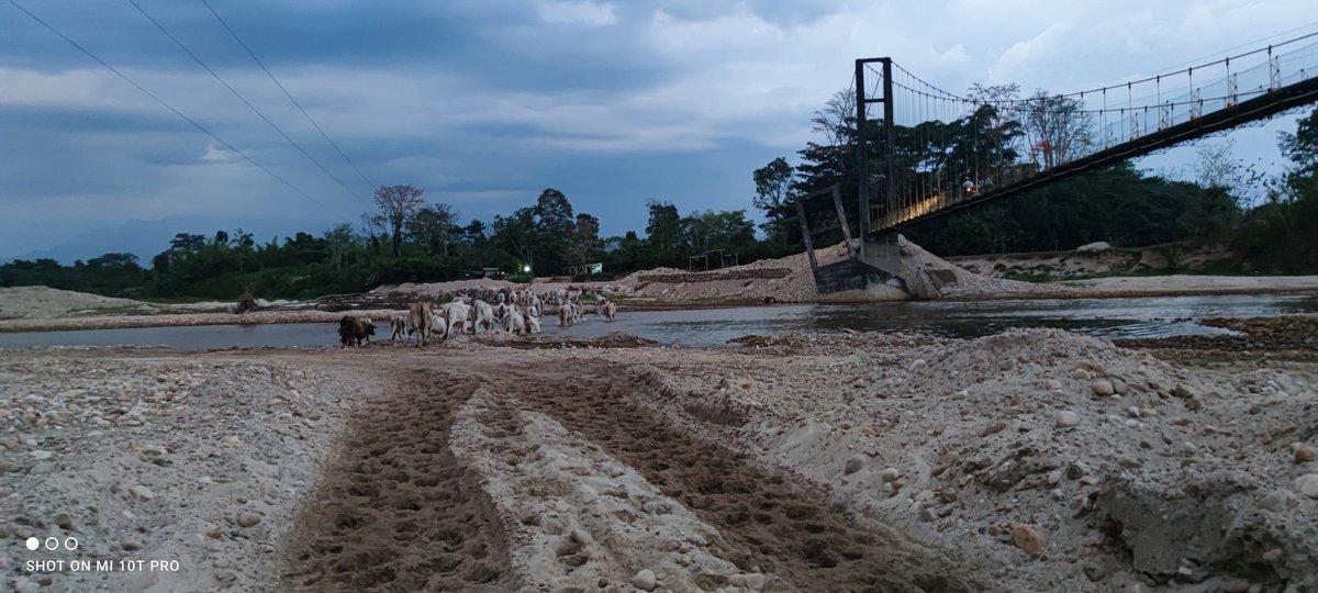 PlSaravena's tweet photo. #riosdevida cuando el ganado cruza un río cristalino siempre bebé un poco de agua, aunque sean las 5:30 de la mañana @Fedegan @jflafaurie https://t.co/Y3JT68lB47