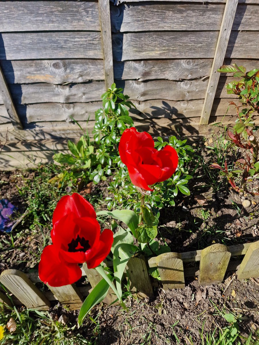 BigBri165's tweet photo. Spring has sprung! https://t.co/cPL2ce9vxF