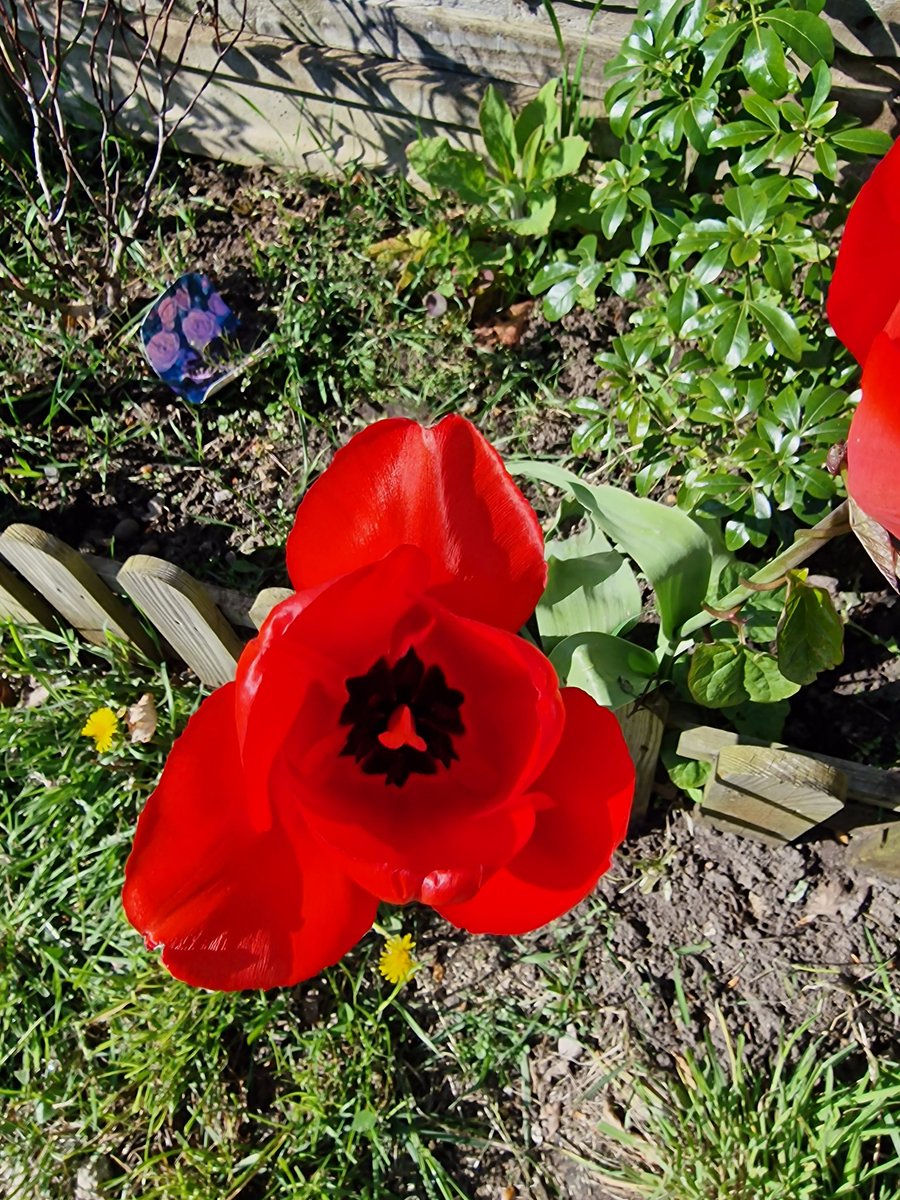 BigBri165's tweet photo. Spring has sprung! https://t.co/cPL2ce9vxF