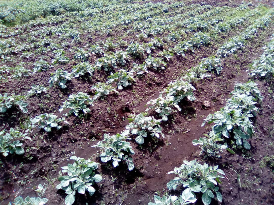 SDGP Potato Value Chain Project Rwanda tweet media