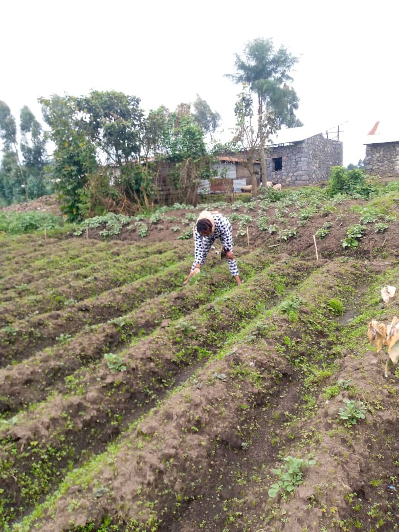It is important to regularly remove weeds in your potato fields because they can compete with the potato plants for light, water, and nutrients. Weeds may act as hosts for pests and also affect the potato harvest because they decrease the yield and quality of the potatoes.