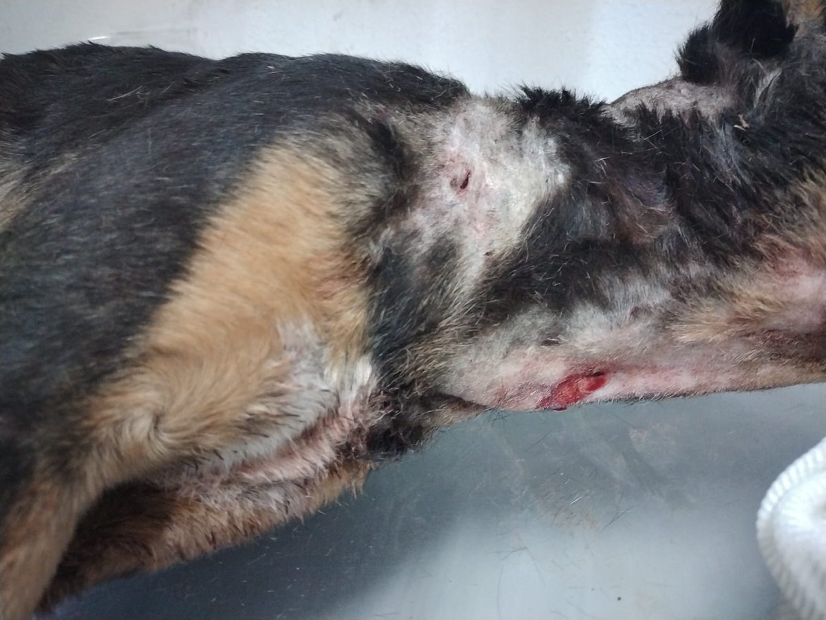 Este pequeño fué atendido por <a href="/URSVA_Puebla/">URSVA PUEBLA BAT 26</a> alguien lo arrojó dentro de una bolsa de basura en Periférico y Carmelitas, estaba golpeado, con mordidas de otros perros y heridas por arma punzocortante, solo dios sabe cuánto torturaron a este pequeño, ya se encuentra hospitalizado.