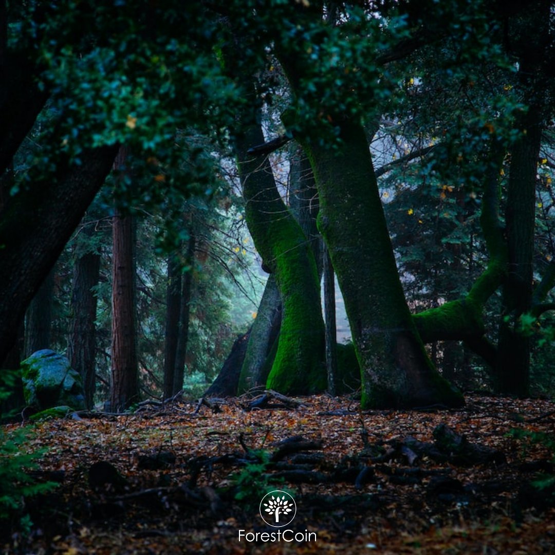 forestcoin.earth tweet media